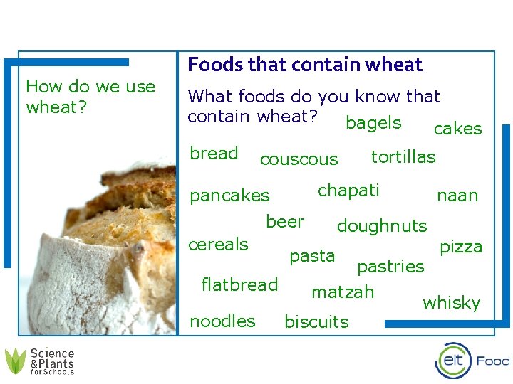 How do we use wheat? Foods that contain wheat What foods do you know