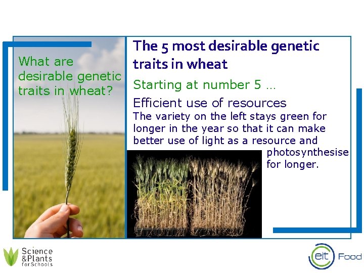 The 5 most desirable genetic traits in wheat What are desirable genetic Starting at