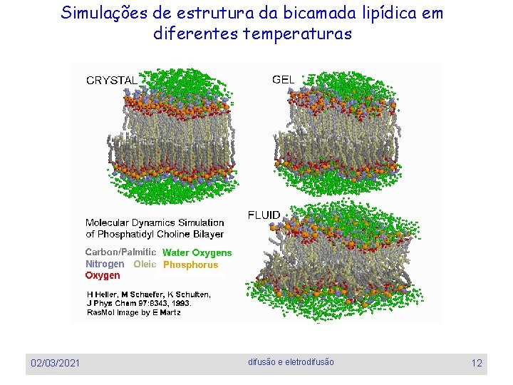 Simulações de estrutura da bicamada lipídica em diferentes temperaturas 02/03/2021 difusão e eletrodifusão 12