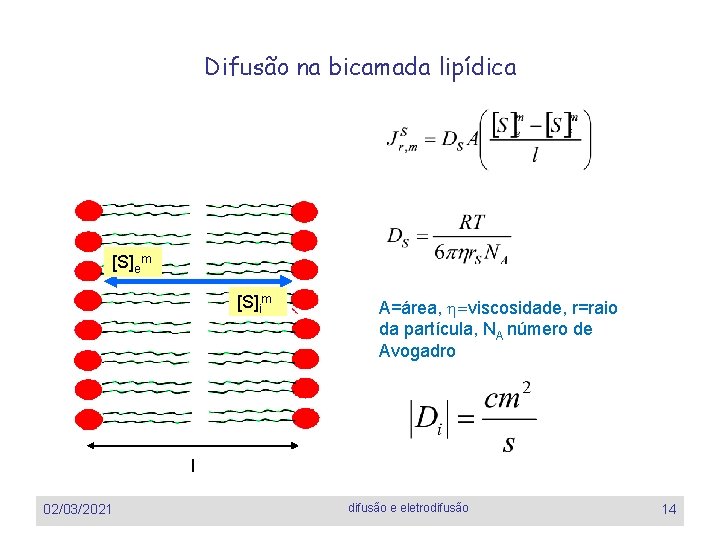 Difusão na bicamada lipídica [S]em [S]im A=área, h=viscosidade, r=raio da partícula, NA número de