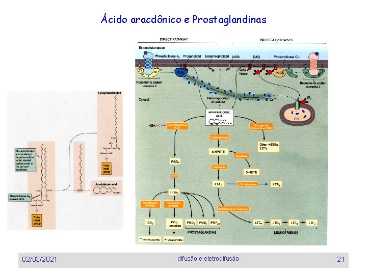 Ácido aracdônico e Prostaglandinas 02/03/2021 difusão e eletrodifusão 21 