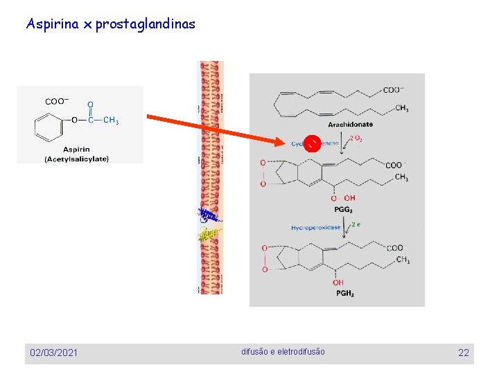 Aspirina x prostaglandinas 02/03/2021 difusão e eletrodifusão 22 