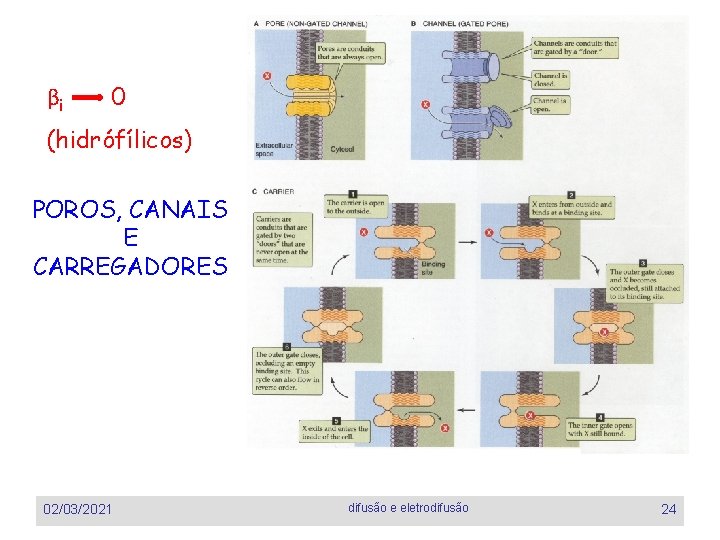 βi 0 (hidrófílicos) POROS, CANAIS E CARREGADORES 02/03/2021 difusão e eletrodifusão 24 