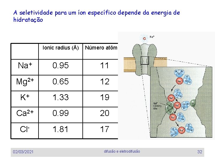 A seletividade para um íon específico depende da energia de hidratação Ionic radius (Å)