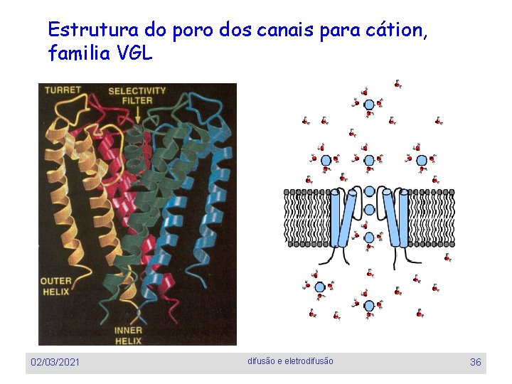 Estrutura do poro dos canais para cátion, familia VGL 02/03/2021 difusão e eletrodifusão 36