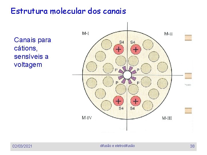 Estrutura molecular dos canais Canais para cátions, sensíveis a voltagem 02/03/2021 difusão e eletrodifusão