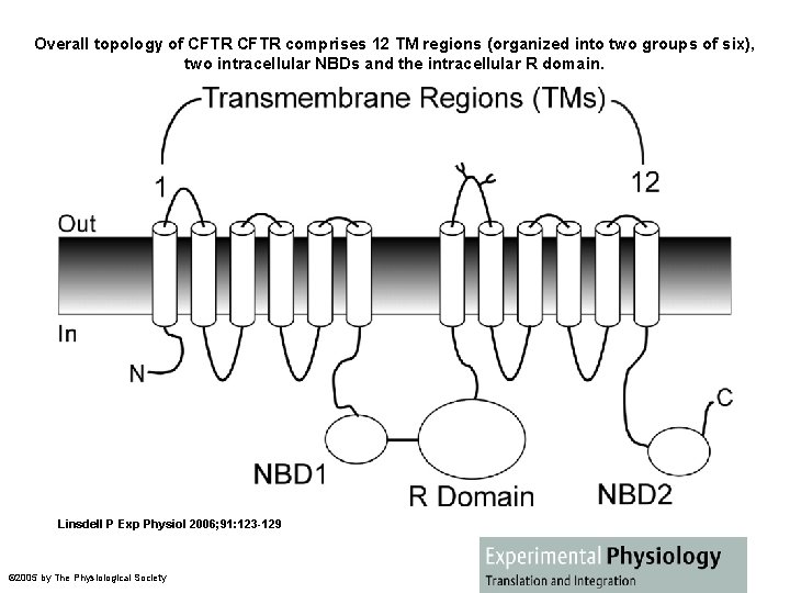 Overall topology of CFTR comprises 12 TM regions (organized into two groups of six),