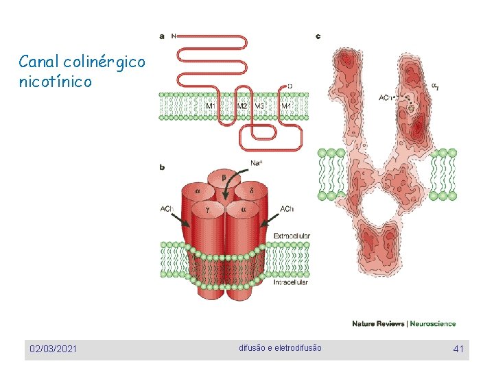 Canal colinérgico nicotínico 02/03/2021 difusão e eletrodifusão 41 