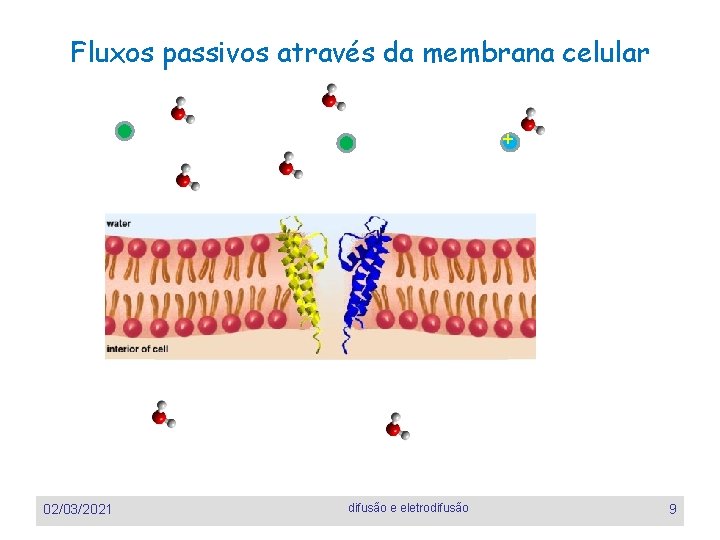 Fluxos passivos através da membrana celular + 02/03/2021 difusão e eletrodifusão 9 