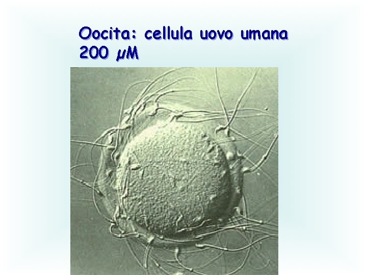 Oocita: cellula uovo umana 200 µM 