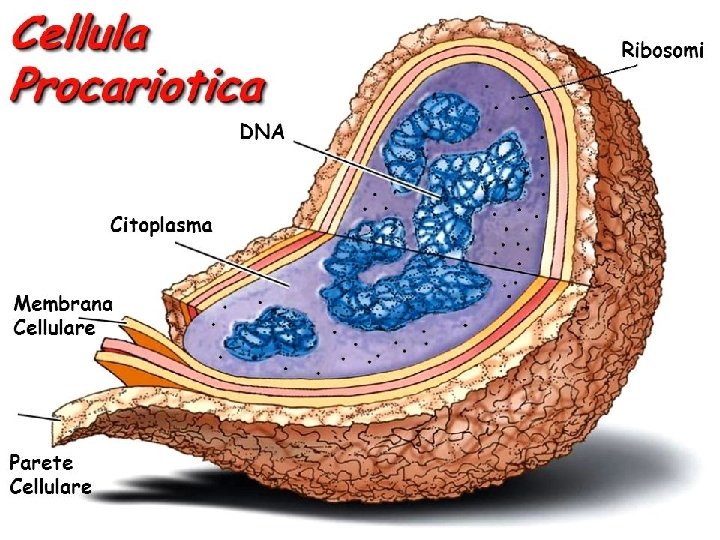 Cellula Procariotica DNA Citoplasma Membrana Cellulare Parete Cellulare Ribosomi 