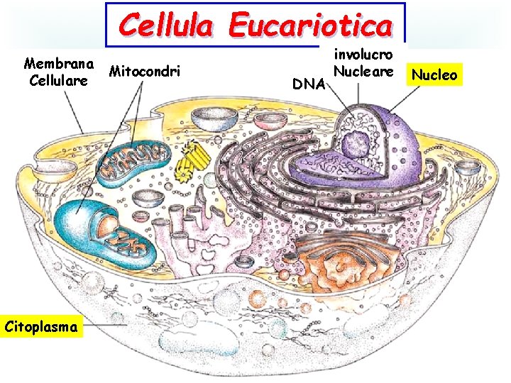 Cellula Eucariotica Membrana Cellulare Citoplasma Mitocondri DNA involucro Nucleare Nucleo 