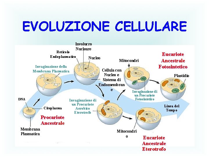 EVOLUZIONE CELLULARE Involucro Nucleare Reticolo Endoplasmatico Nucleo Invaginazione della Membrana Plasmatica DNA Citoplasma Procariote