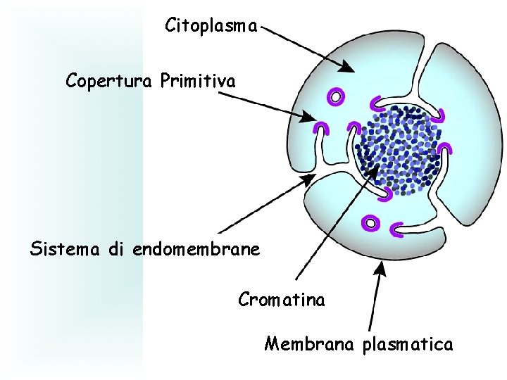 Citoplasma Copertura Primitiva Sistema di endomembrane Cromatina Membrana plasmatica 