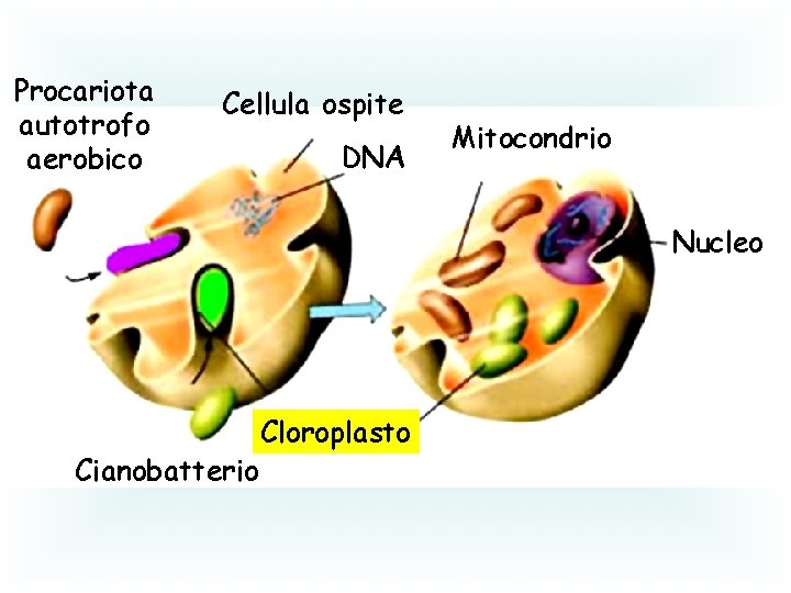 Procariota autotrofo aerobico Cellula ospite DNA Mitocondrio Nucleo Cianobatterio Cloroplasto 