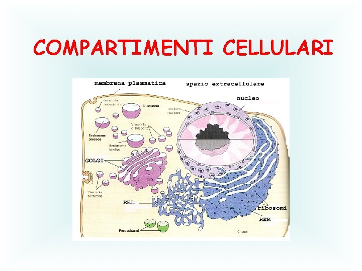 COMPARTIMENTI CELLULARI 