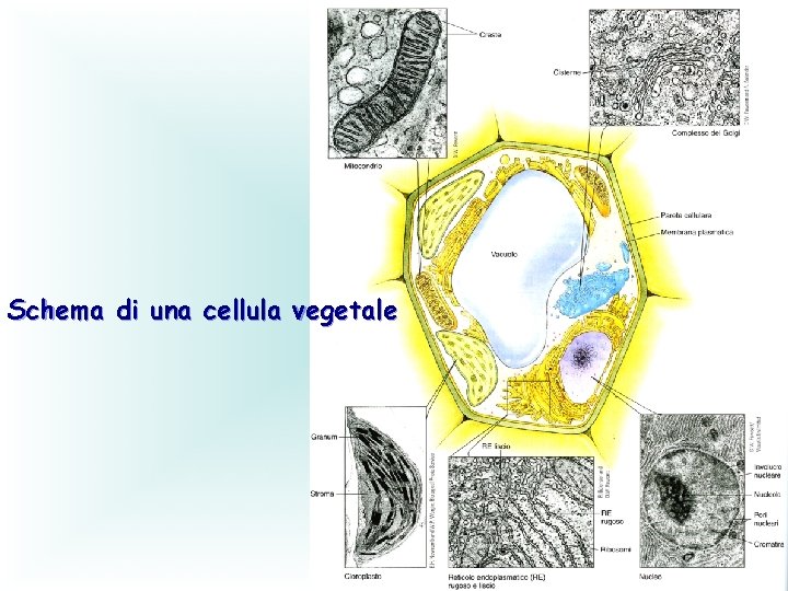 Schema di una cellula vegetale 