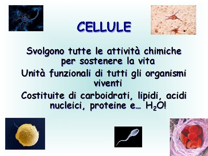 CELLULE Svolgono tutte le attività chimiche per sostenere la vita Unità funzionali di tutti