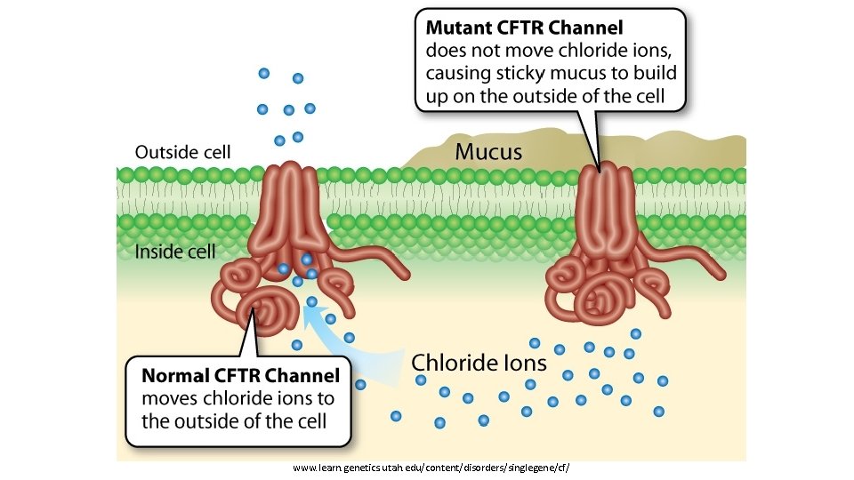 www. learn. genetics. utah. edu/content/disorders/singlegene/cf/ 