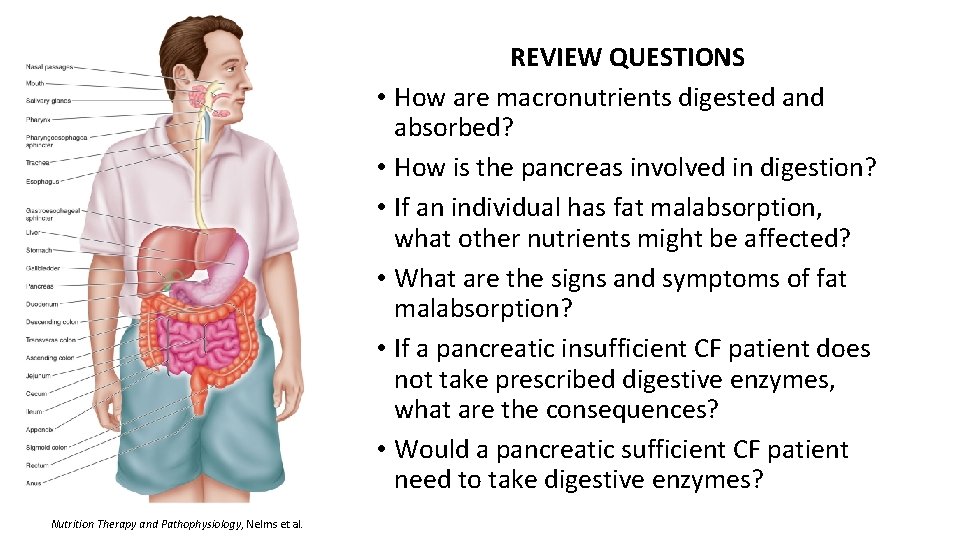 REVIEW QUESTIONS • How are macronutrients digested and absorbed? • How is the pancreas