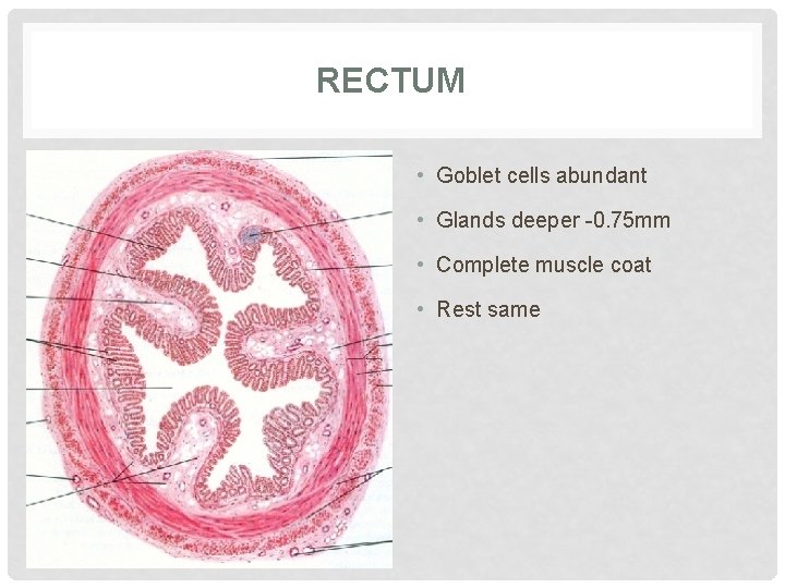 RECTUM • Goblet cells abundant • Glands deeper -0. 75 mm • Complete muscle