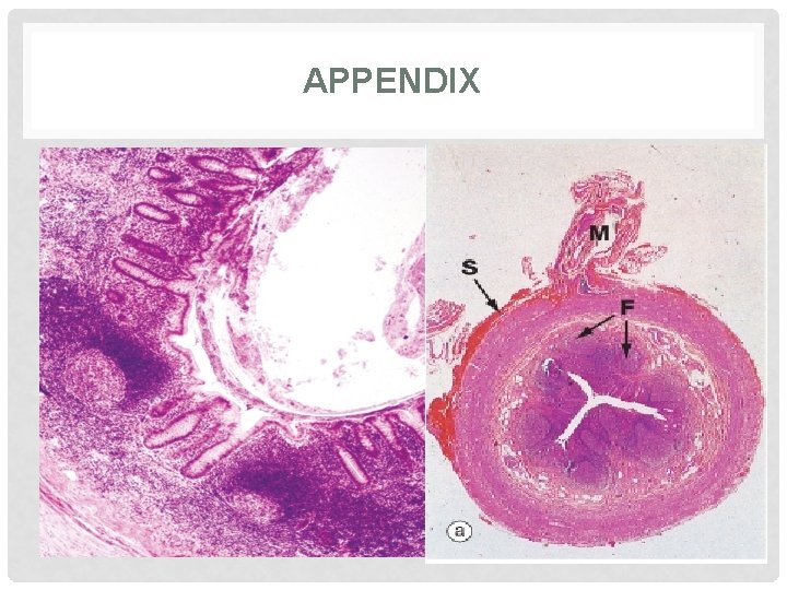 APPENDIX 