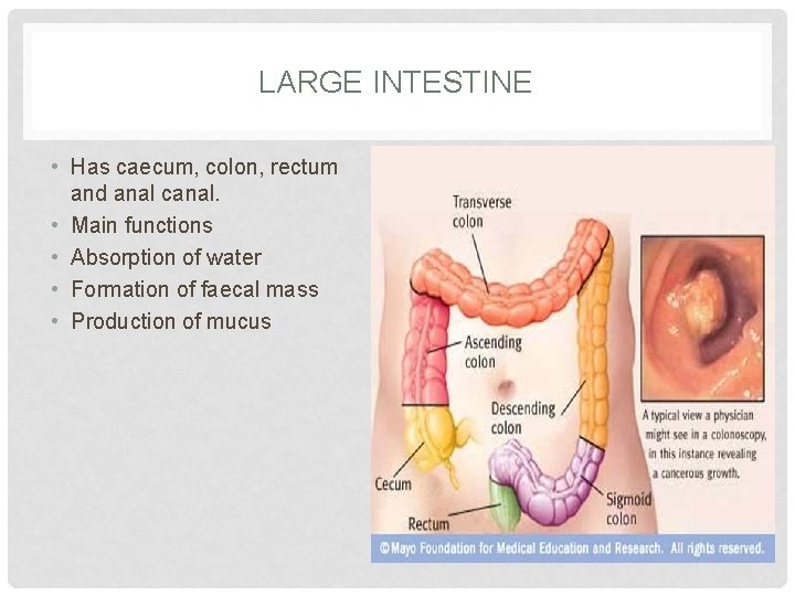 LARGE INTESTINE • Has caecum, colon, rectum and anal canal. • Main functions •