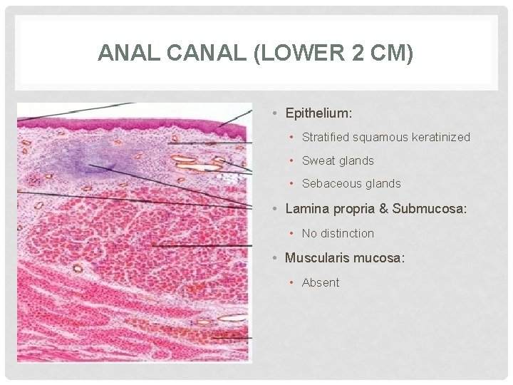 ANAL CANAL (LOWER 2 CM) • Epithelium: • Stratified squamous keratinized • Sweat glands