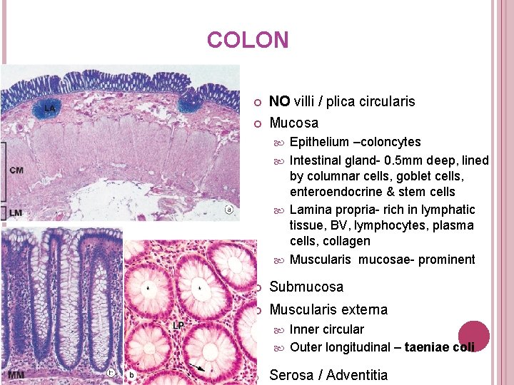 COLON NO villi / plica circularis Mucosa Epithelium –coloncytes Intestinal gland- 0. 5 mm