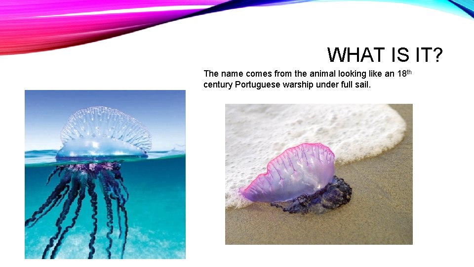 WHAT IS IT? The name comes from the animal looking like an 18 th