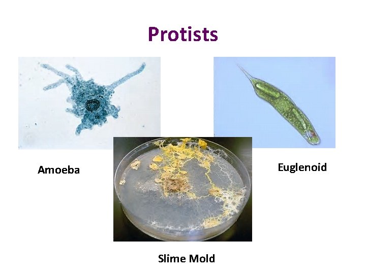 Protists Euglenoid Amoeba Slime Mold 