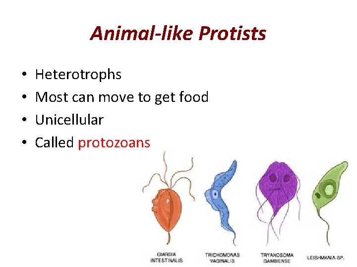 Animal-like Protists • • Heterotrophs Most can move to get food Unicellular Called protozoans