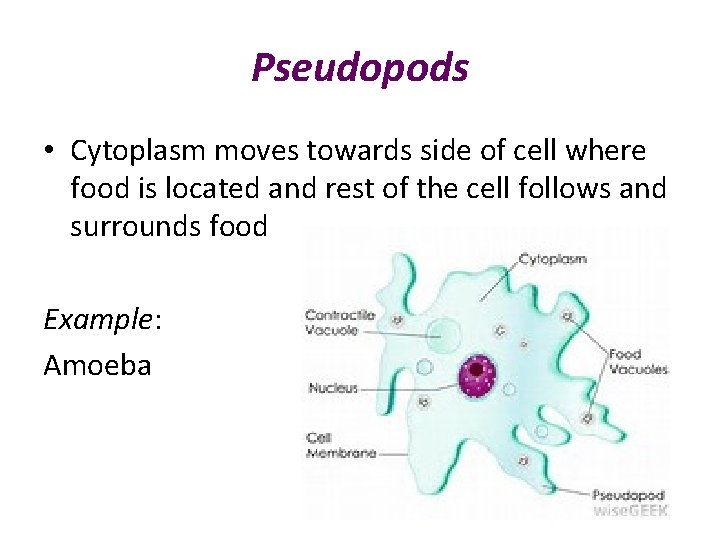 Pseudopods • Cytoplasm moves towards side of cell where food is located and rest