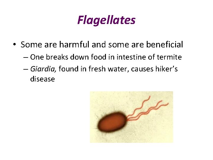 Flagellates • Some are harmful and some are beneficial – One breaks down food