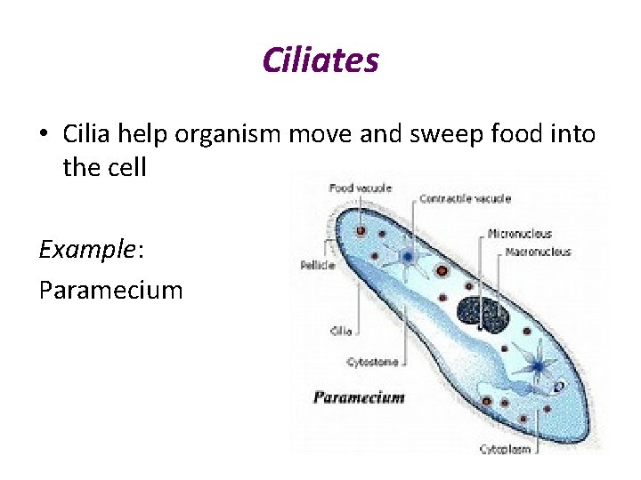 Ciliates • Cilia help organism move and sweep food into the cell Example: Paramecium