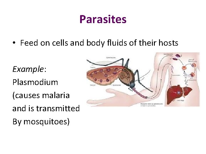 Parasites • Feed on cells and body fluids of their hosts Example: Plasmodium (causes