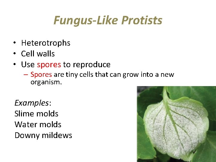 Fungus-Like Protists • Heterotrophs • Cell walls • Use spores to reproduce – Spores