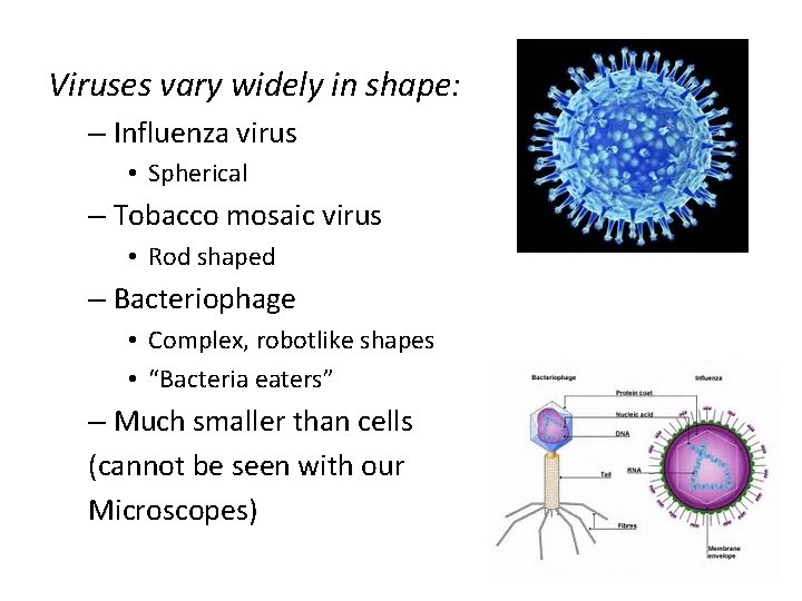 Viruses vary widely in shape: – Influenza virus • Spherical – Tobacco mosaic virus