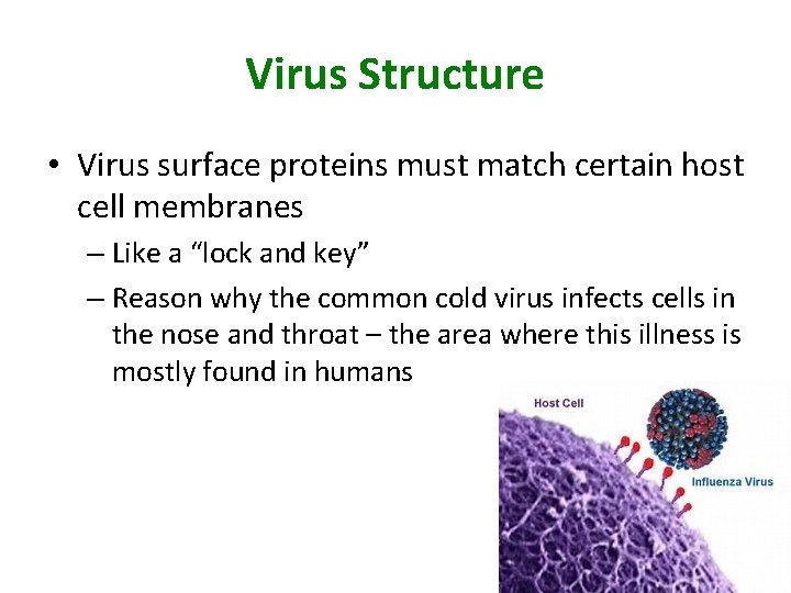 Virus Structure • Virus surface proteins must match certain host cell membranes – Like