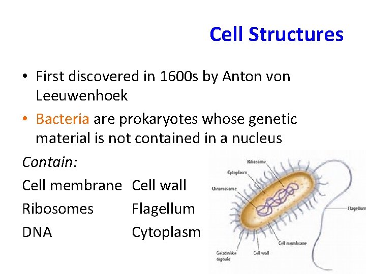 Cell Structures • First discovered in 1600 s by Anton von Leeuwenhoek • Bacteria