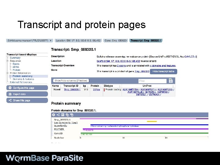 Transcript and protein pages 