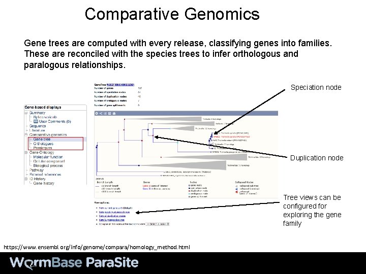 Comparative Genomics Gene trees are computed with every release, classifying genes into families. These