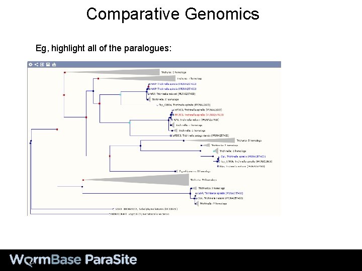 Comparative Genomics Eg, highlight all of the paralogues: 