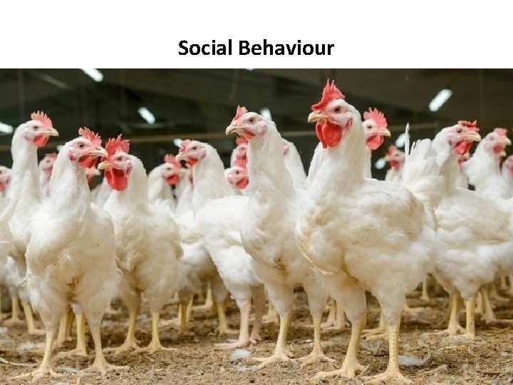 Social Behaviour 