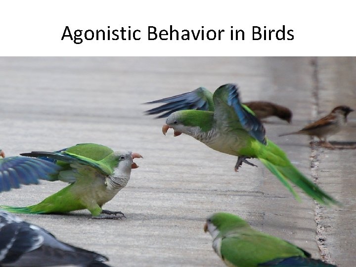 Agonistic Behavior in Birds 