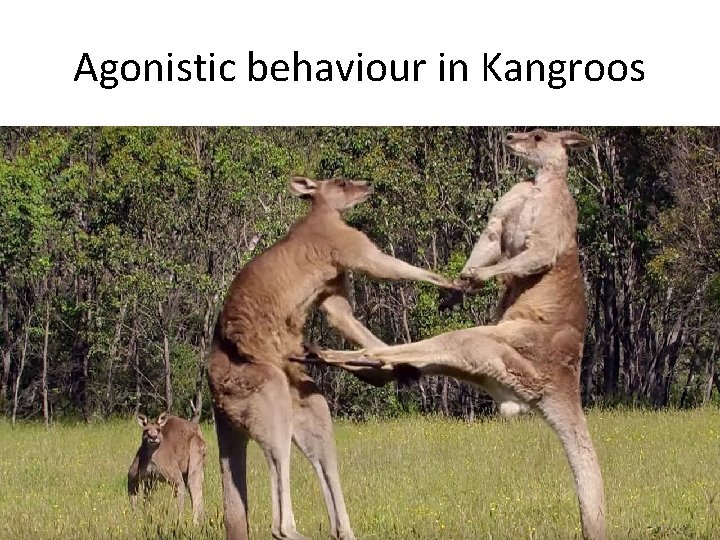 Agonistic behaviour in Kangroos 