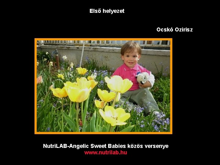 Első helyezet Ocskó Ozirisz Nutri. LAB-Angelic Sweet Babies közös versenye www. nutrilab. hu 