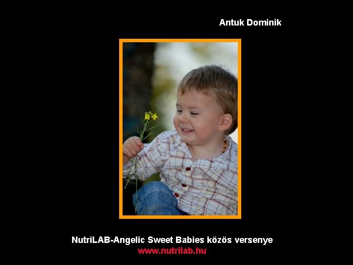 Antuk Dominik Nutri. LAB-Angelic Sweet Babies közös versenye www. nutrilab. hu 