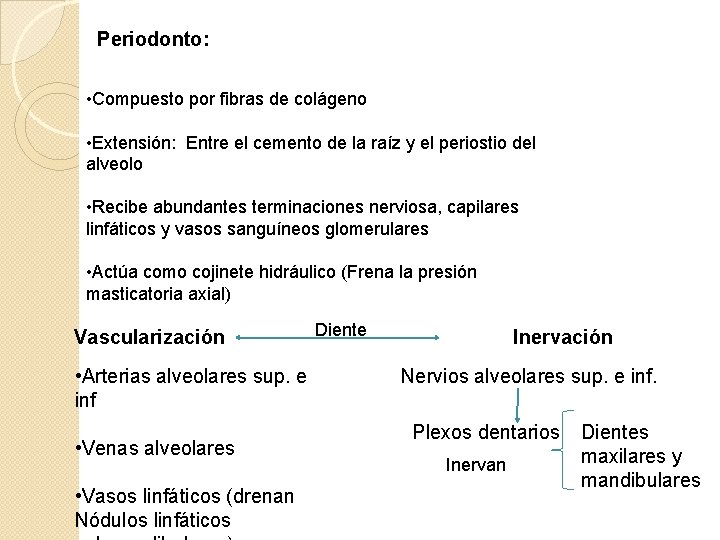 Periodonto: • Compuesto por fibras de colágeno • Extensión: Entre el cemento de la