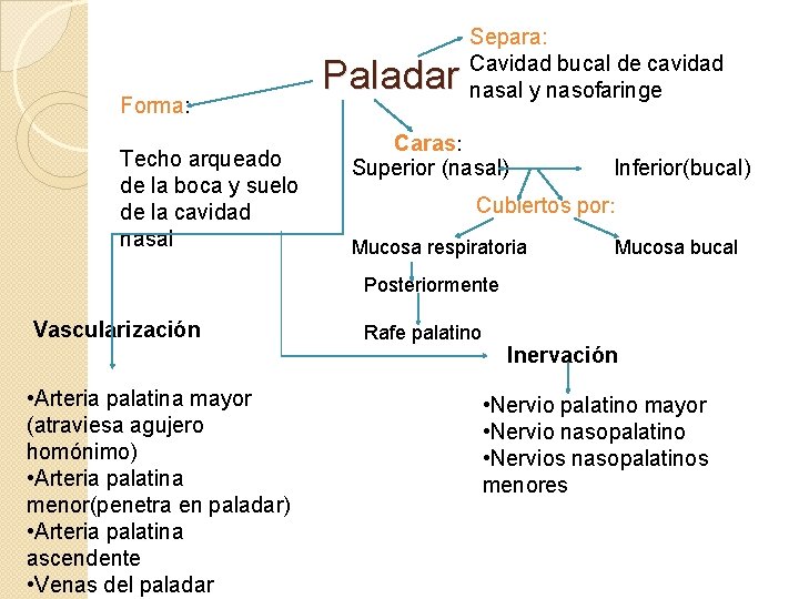 Forma: Techo arqueado de la boca y suelo de la cavidad nasal Paladar Separa: